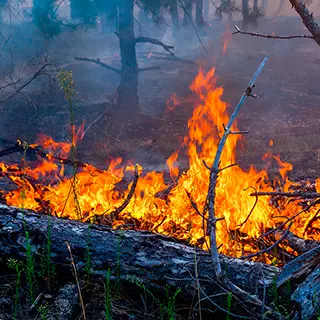 Feu de sous-bois dans une forêt enfumée