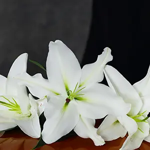 Lys blancs sur fond sombre