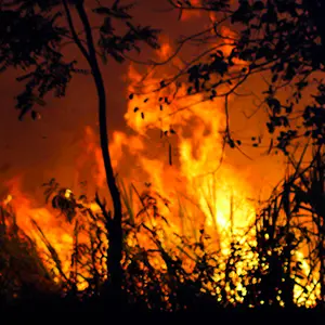 Feu de végétation la nuit, flammes derrière des arbres